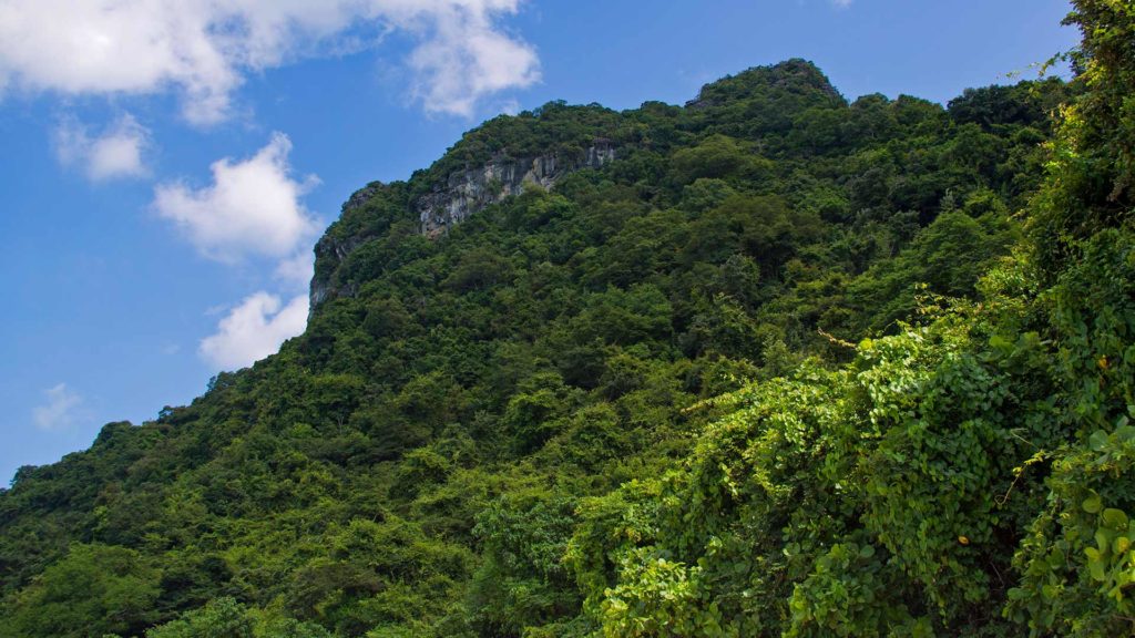 Dichter Dschungel auf Koh Phaluai, Ang Thong Nationalpark